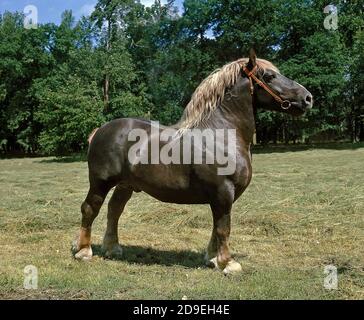 POSTIER BRETON, FRISCH GEZAPFTES PFERD, HENGST, STEHEND AUF GRASLAND Stockfoto