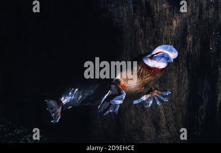 PLATYPUS ORNITHORHYNCHUS ANATINUS, SCHWIMMEN FÜR ERWACHSENE, UNTERWASSERANSICHT, AUSTRALIEN Stockfoto