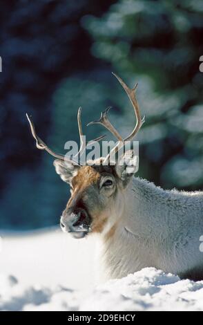 Rentier Rangifer Tarandus, Erwachsene Verlegung DOWN ON SNOW Stockfoto