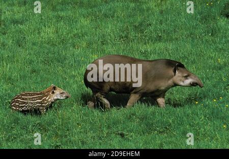 Flachland TAPIR Tapirus Terrestris, weibliche mit YOUNG Stockfoto