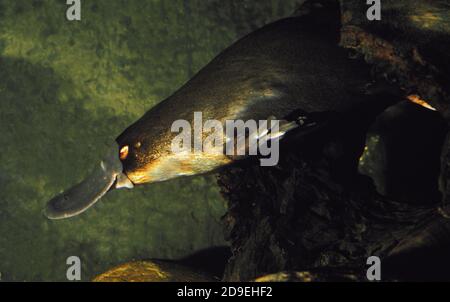 PLATYPUS Ornithorhynchus Anatinus, Erwachsenen schwimmen IN RIVER, Australien Stockfoto