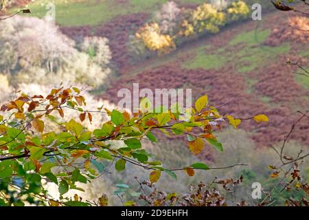 Blick auf Bracken und sonnenbeschienene Felder am Hang durch Buchenzweig mit Herbstblättern im November in Carmarthenshire Wales UK. KATHY DEWITT Stockfoto