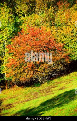 Herbst bei Weinfelder Maar Stockfoto