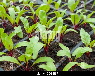 Neu gekeimte Rote Beete-Sämlinge, die in Modulen wachsen. Stockfoto