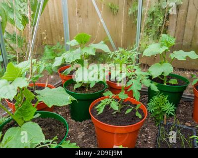 Junge Tomaten- und Gurkenpflanzen wachsen im Frühjahr in Töpfen im Gewächshaus eines Hobbygärtners. Stockfoto