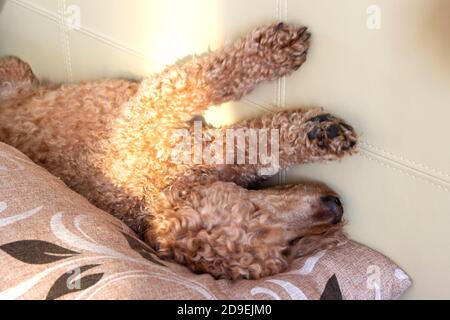 Lockig haariger Pudel schläft auf dem Rücken auf einem Kissen liegend. Stockfoto