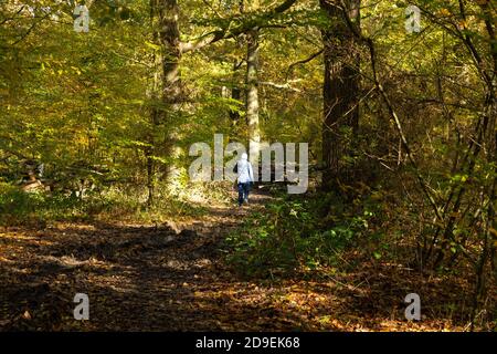 Ashford, Kent, Großbritannien. November 2020. UK Wetter: Heller und sonniger Tag am ersten Tag der Sperre aufgrund neuer Coronavirus-Einschränkungen. Menschen gehen mit ihren Hunden oder trainieren im Hamstreet National Nature Reserve in der Nähe von Ashford in Kent. Foto: Paul Lawrenson-PAL Media/Alamy Live News Stockfoto