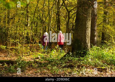 Ashford, Kent, Großbritannien. November 2020. UK Wetter: Heller und sonniger Tag am ersten Tag der Sperre aufgrund neuer Coronavirus-Einschränkungen. Menschen gehen mit ihren Hunden oder trainieren im Hamstreet National Nature Reserve in der Nähe von Ashford in Kent. Foto: Paul Lawrenson-PAL Media/Alamy Live News Stockfoto