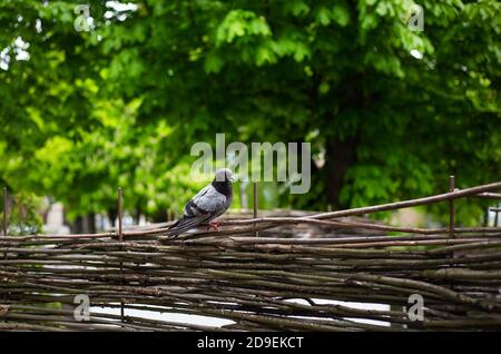 Graue Taube sitzt auf einem Holzzaun im Park Stockfoto