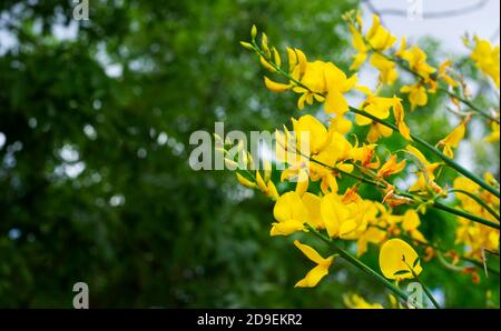 Gelbe Akazienblüten auf grünem Hintergrund. Horizontales Format. Platz für Text kopieren. Stockfoto