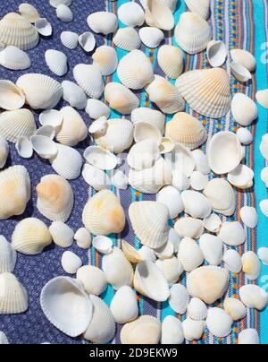 Weiße Muscheln auf einem blau gestreiften Hintergrund. Vertikaler Hintergrund. Stockfoto