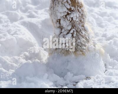 Eine Nahaufnahme von Schnee aufgebaut und kleben auf das Bein eines Pferdes. Stockfoto