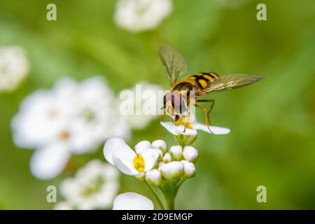 Männliche Hoverfly Fütterung Stockfoto