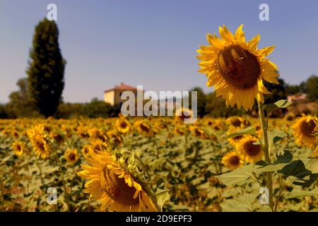 Sonnenblumen Sommerfeld auf der italienischen Landschaft der Marken. Stockfoto