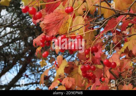 Am Ast hängen rote Viburnum-Beeren und bunte Blätter im Hintergrund des blauen Himmels im Herbst in Kaunas, Litauen Stockfoto