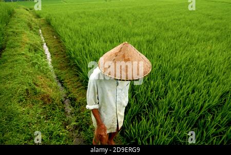 Arbeiter mit traditionellem Hut geht auf einer Reisplantage in Bali, Indonesien. Stockfoto