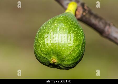 Die Feige auf dem Ast des Feigenbaums. Stockfoto