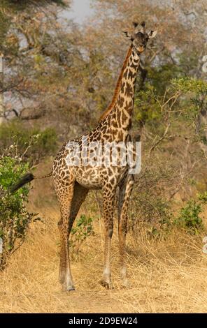 Eine junge weibliche Masai Giraffe steht und starrt neugierig auf das Fahrzeug. Die Giraffe ist das höchste aller Säugetiere und hat ausgezeichnete Sinne Stockfoto