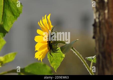 Sonnenblume im letzten Herbst Sonnenstrahlen Stockfoto