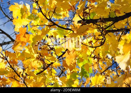 Herbstblätter in strahlendem Sonnenschein - Gelbe Herbstblätter bei strahlendem Sonnenschein Stockfoto