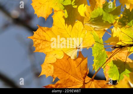 Herbstblätter in strahlendem Sonnenschein - Gelbe Herbstblätter bei strahlendem Sonnenschein Stockfoto