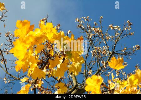 Herbstblätter in strahlendem Sonnenschein - Gelbe Herbstblätter bei strahlendem Sonnenschein Stockfoto