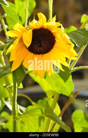 Sonnenblume im letzten Herbst Sonnenstrahlen Stockfoto