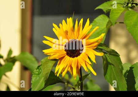 Sonnenblume im letzten Herbst Sonnenstrahlen Stockfoto