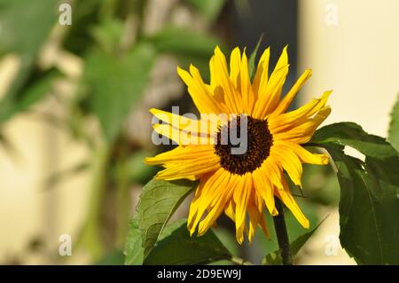 Sonnenblume im letzten Herbst Sonnenstrahlen Stockfoto