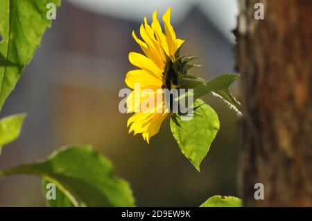 Sonnenblume im letzten Herbst Sonnenstrahlen Stockfoto