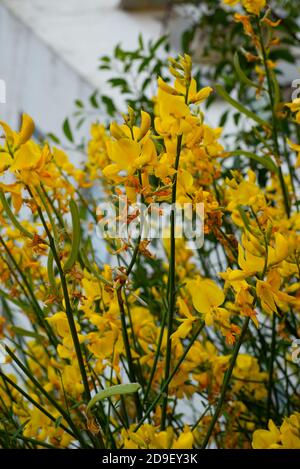 Vertikaler Hintergrund mit gelber Akazie. Akazienbusch blüht in großen schönen Blüten. Stockfoto