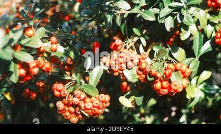 Detail von Blättern und Früchten des Besen. Ruscus aculeatus Pungitopo Stockfoto