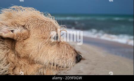 Hundegesicht auf dem Hintergrund der Meereslandschaft. Stockfoto