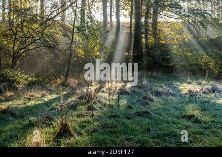 Herbst mit morgigen Sonnenstrahlen im Wald, Fröndenberg, Nordrhein-Westfalen, Deutschland Herbst mit frühmorgendlichen Sonnenstrahlen im Wald, Stockfoto