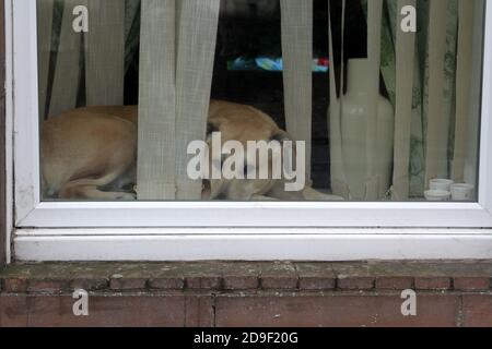 Ein Hund, der in einem Haus liegt und zwischen den Jalousien schaut, geduldig, aufmerksam und gelangweilt. Ayr, Ayrshire, Schottland, Großbritannien Stockfoto