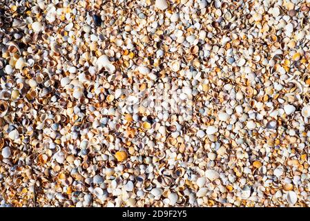 Hintergrund aus Muscheln. Natürliche Hintergründe. Stockfoto