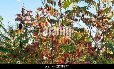 Sumac im Herbst, wenn seine gefiederten Blätter leuchtend gelb, orange bis rot sind. Stockfoto