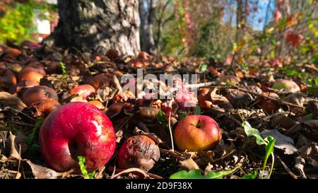 Sumac im Herbst, wenn seine gefiederten Blätter leuchtend gelb, orange bis rot sind. Stockfoto