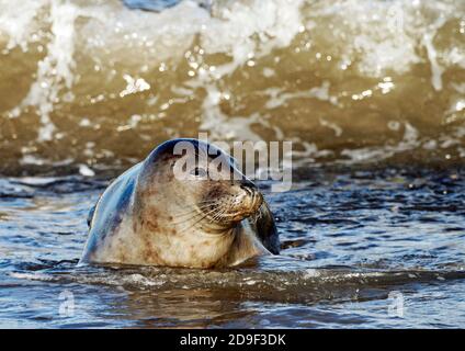 Junge Kegelrobben im Wasser bei Horsey, Norfolk kommen Ende Oktober zu Beginn der Hauptzuchtsaison im November und Dezember an Land. Stockfoto