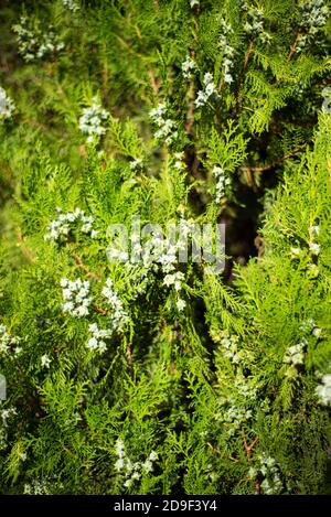 Zypressen Äste mit Kegel Nahaufnahme. Natürliche grüne Nadelbäume Hintergründe. Stockfoto