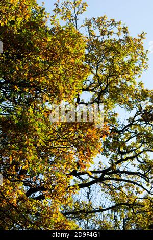 Eichenbäume im Herbst, Snitterfield Bushes Nature Reserve, Warwickshire, England, UK Stockfoto