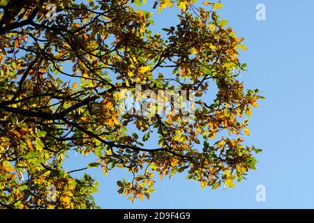 Eiche im Herbst, Snitterfield Bushes Nature Reserve, Warwickshire, England, UK Stockfoto