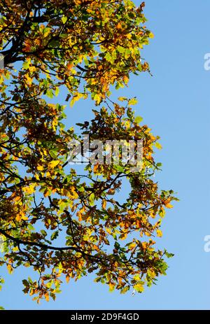 Eiche im Herbst, Snitterfield Bushes Nature Reserve, Warwickshire, England, UK Stockfoto