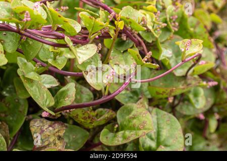 Malabar Spinat-rot, Gemüse Stockfoto