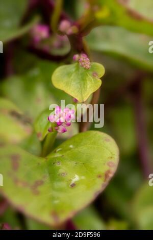 Malabar Spinat-rot, Gemüse Stockfoto