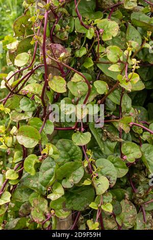 Malabar Spinat-rot, Gemüse Stockfoto