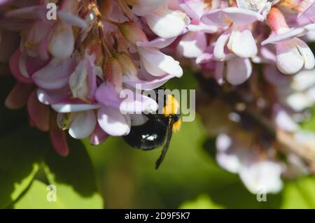 Hummel auf pastellrosa Blume, Nahaufnahme, horizontales Bild. Stockfoto