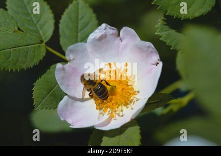 Biene bestäubt eine wilde Rose Blume, Biene auf einem Hund Rose. Stockfoto