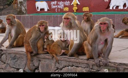 Gruppe von heiligen Affen mit zwei kleinen Babys am Boden des buddhistischen Tempelkomplexes Swayambhunath, Kathmandu, Nepal. Stockfoto