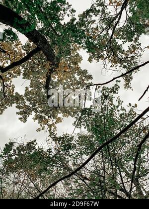 Vertikale Low-Angle-Aufnahme von Baumblättern Stockfoto